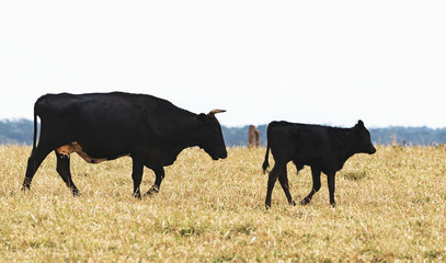 Black cattle, cow following her calf on the pasture of a farm. Pasture almost dry.