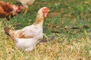 Farm animal background: White chicken with some brown feathers and red head on the dry pasture of a farm. Chicken aligned to the left, space next to it for text.