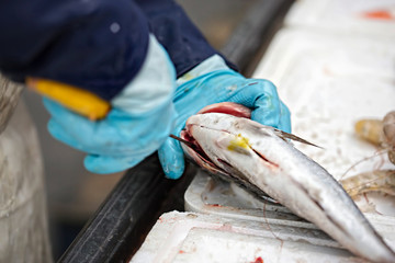 Sea bream on fish market 