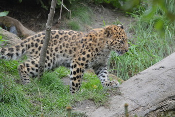 Leoparden Baby