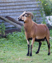 Obraz premium Bouc marron à ventre noir