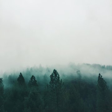 Fototapeta Misty Forest