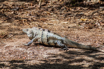 Black Iguana at the Mayan archeological site Chichen Itza, Mexico