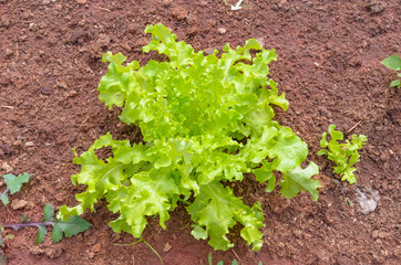 Green lettuce head planted on the ground of a vegetable garden.