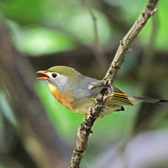 A wild red-billed leiothrix singing on a tree branch