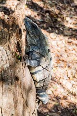 Obraz premium Black Iguana at the Mayan archeological site Chichen Itza, Mexico