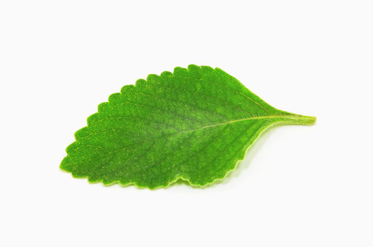 Boldo leaf: green plant called Boldo da Terra. Plant used to make tea and medicinal products. Plant isolated on white.