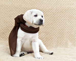 White labrador puppy in a brown scarf