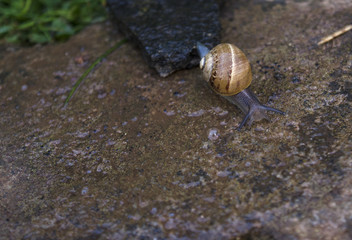 Snail on Wet Stone