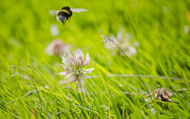 Bee Flying Over Grass