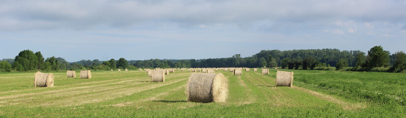Hay Bales in the field