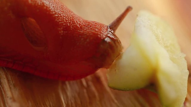 Large red slug eating macro footage