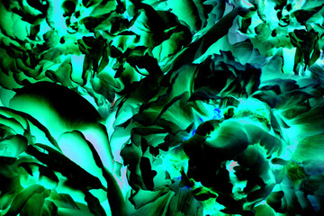 Abstract fractal elements for your design. Elegant and stylish mysterious flower fern