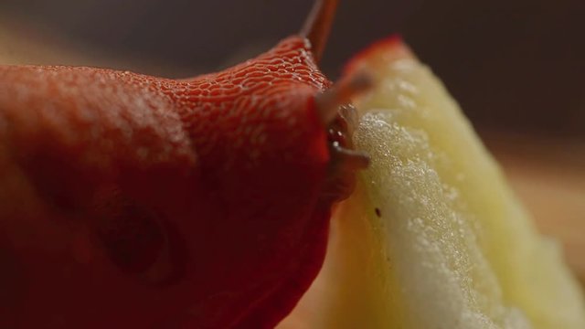Large red slug eating macro footage