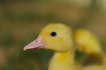 Close up of little ducks