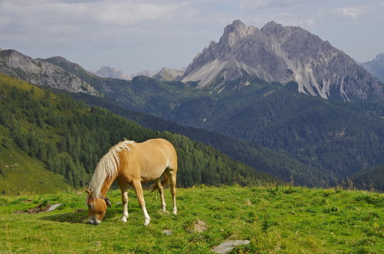 Haflinger horse in the Dolomites