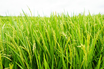 Fototapeta na wymiar Organic green rice paddy plant in Sumatra - Indonesia