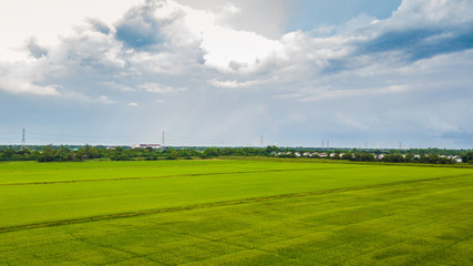 Fototapeta na wymiar Paddy rice field green grass