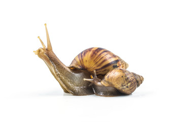 snails on white background  ,Can convey the love of family or Love between mother and child