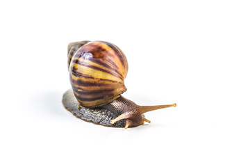 snails on white background