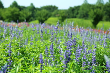 爽やかなブルーサルビア