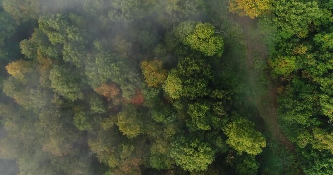 A straight down aerial view of foggy Western Pennsylvania treetops on an early Autumn morning.  	