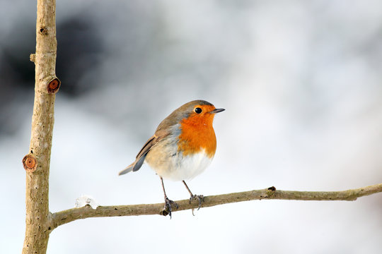 Perching European red robin