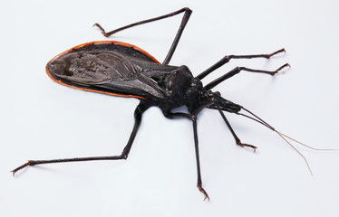 Kissing bug chagas disease vector triatomine; human health emerging zoonotic disease