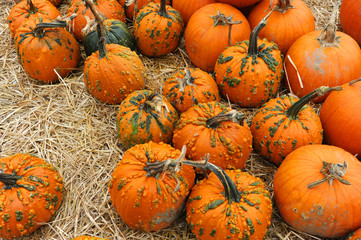pumpkin harvest in the farm in autumn season