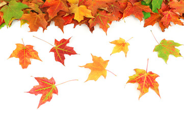 colorful maple tree leaves isolated on white background