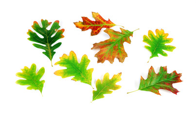 colorful autumn leaves isolated on white background