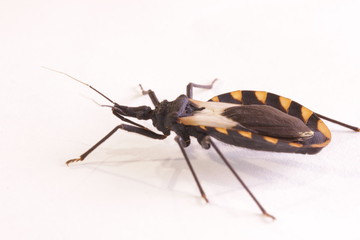 Kissing bug chagas disease vector triatomine; human health emerging zoonotic disease