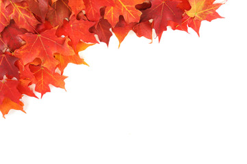 red maple leaves background in autumn on white background