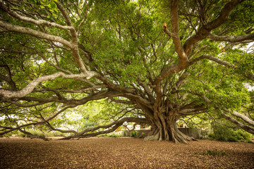 The Old Moreton Bay Fig, Milton, NSW