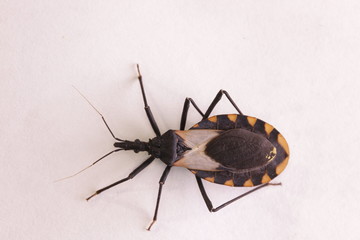 Kissing bug chagas disease vector triatomine; human health emerging zoonotic disease
