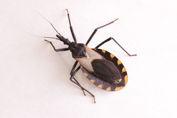 Kissing bug chagas disease vector triatomine; human health emerging zoonotic disease