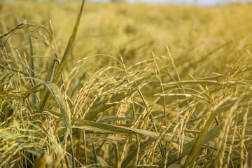 Fototapeta premium Rice in the field , .Paddy