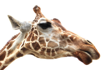 Fototapeta premium Giraffe portrait on white background