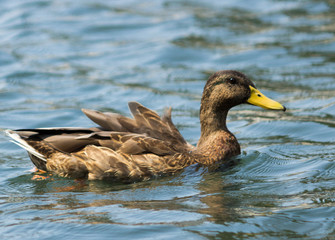 Swimming Duck