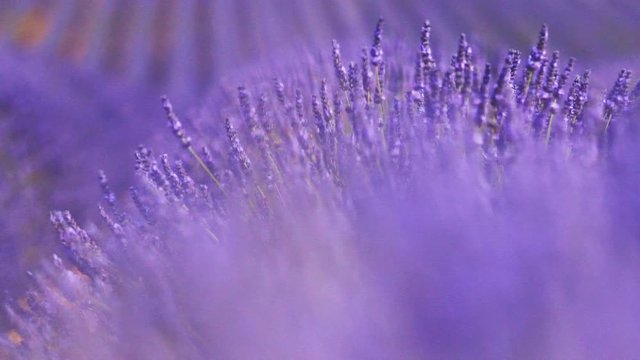 Beautiful Blooming Lavender Flowers swaying in the wind. Close Up. SLOW MOTION 120 fps. Lavender Season on Plateau du Valensole, Provence, South France, Europe. Calm Cinematic Nature Background.  