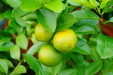 Green lemon fruit growing on a branch