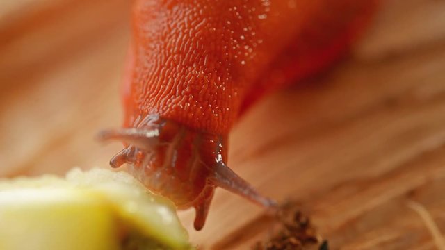 Large red slug eating macro footage