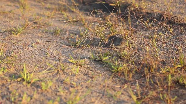 Eastern House Mouse - Mus musculus on the ground, brown background