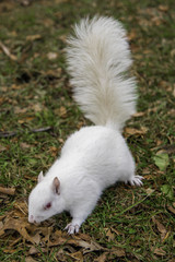 White Squirrels