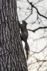 Squirrel