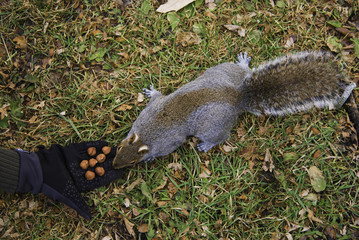 Squirrel Eating Nuts from Hand