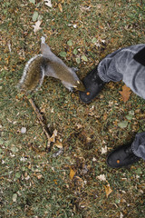 Squirrel Eating a Nut from Foot