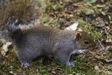 Squirrel Closeup