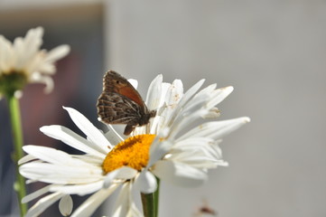butterfly on a daisy