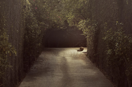 An enormous snail trails around the corner of a mystical path